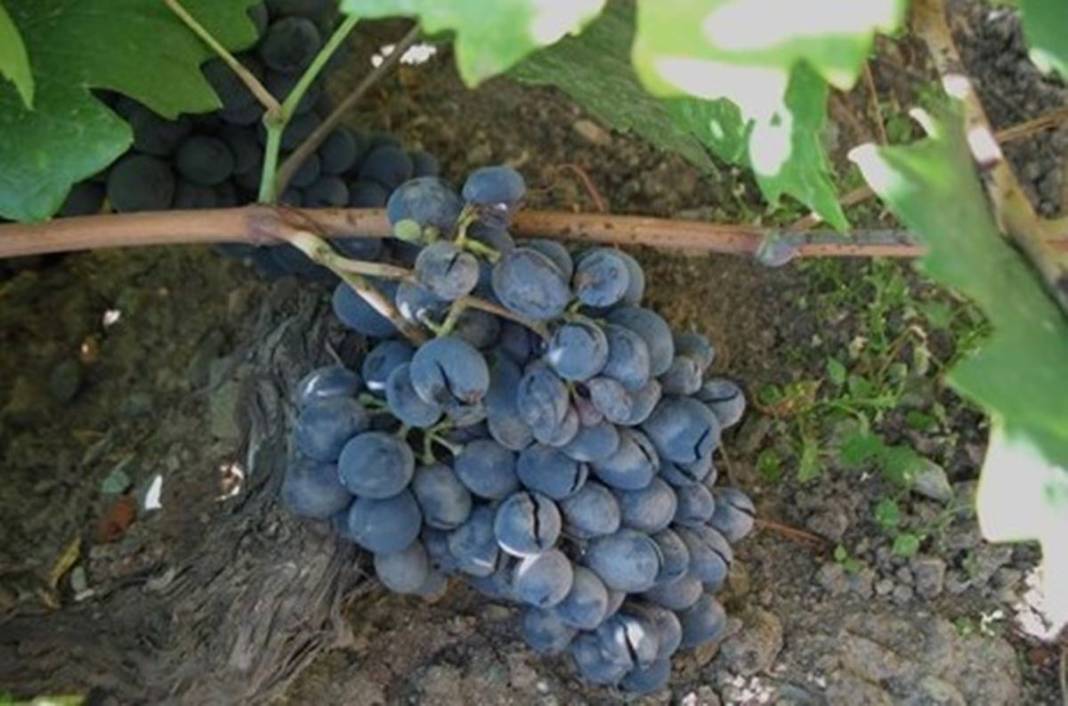 Saç ve cilt sağlığını koruyor, gözlere iyi geliyor! Türkiye'nin tescilli meyvesi kapış kapış satılıyor, kilosu 55 TL 29